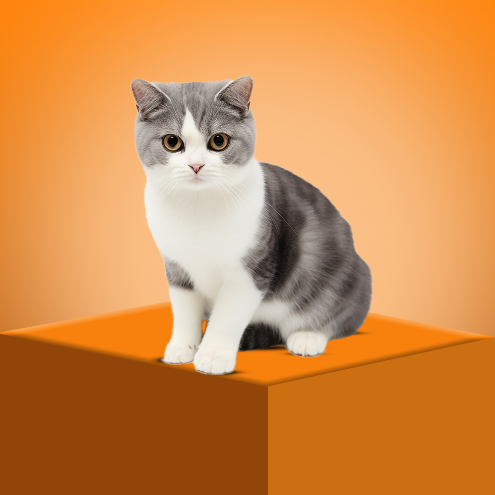 kitten